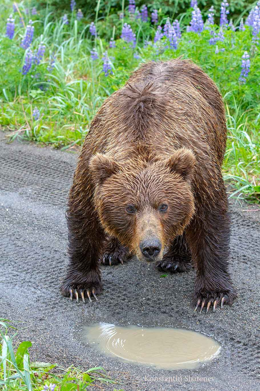 Медведь Фото Животного